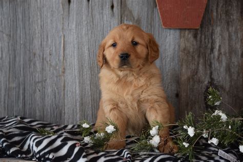 Golden retriever puppies for sale orange county - Get to know us and watch our program in action on Facebook! ***PREFERRED CONTACT-Facebook Msgr or Email : ajgoldenretrievers@yahoo.com or New Website: ajgoldenretrievers.com Please visit Facebook page: A&J Golden Retrievers of Texas. Picture Albums available on our dogs. Breeds: Golden Retriever.